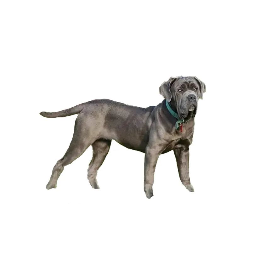 「FM889」定了！这48类烈性犬在滨州城市建成区禁养！5月1日起施行