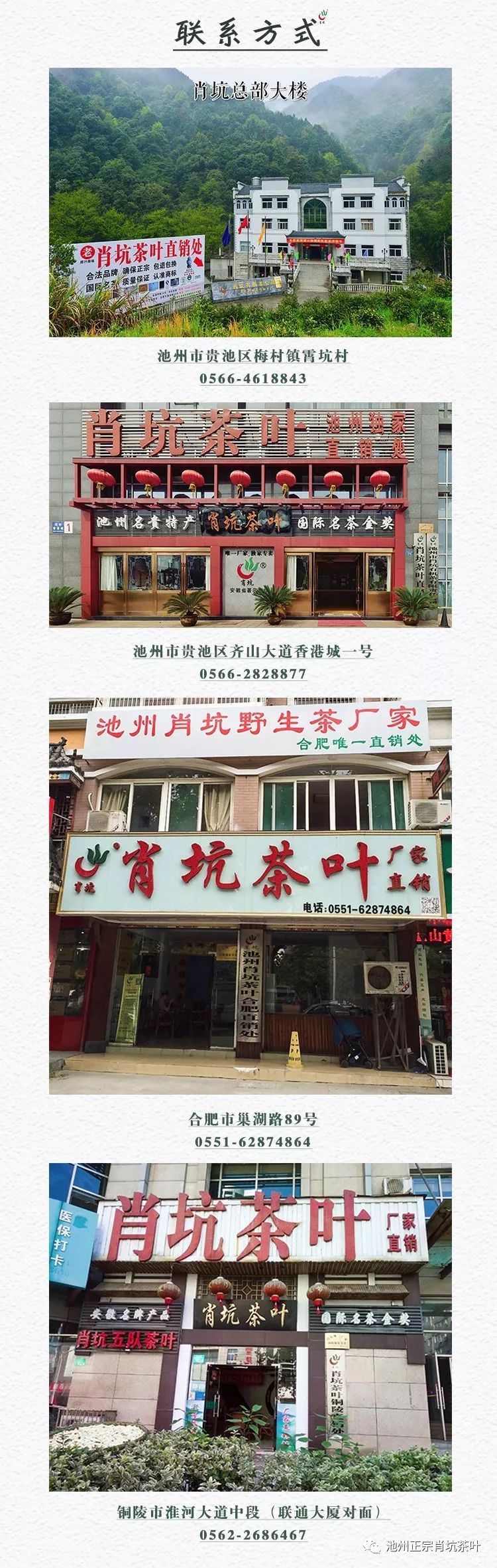 2020新茶上市|肖坑邀您一起直播采茶！