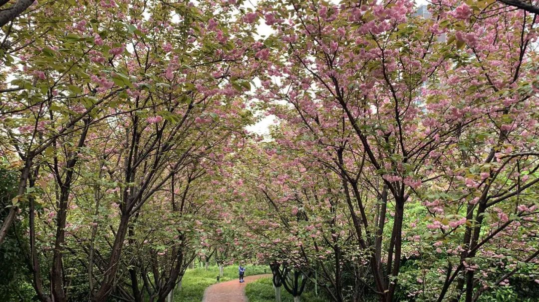 长沙周边踏春游玩最好去处,五一来长沙这些地方让你玩个够