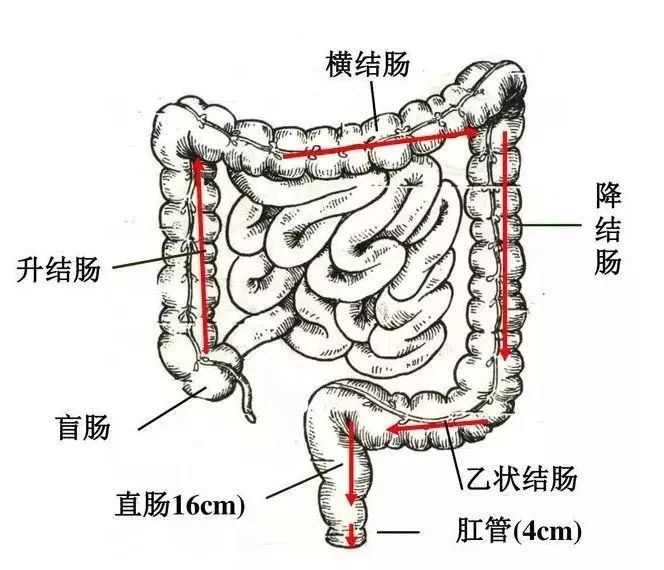 灌肠科普小知识,灌肠的各种知识点