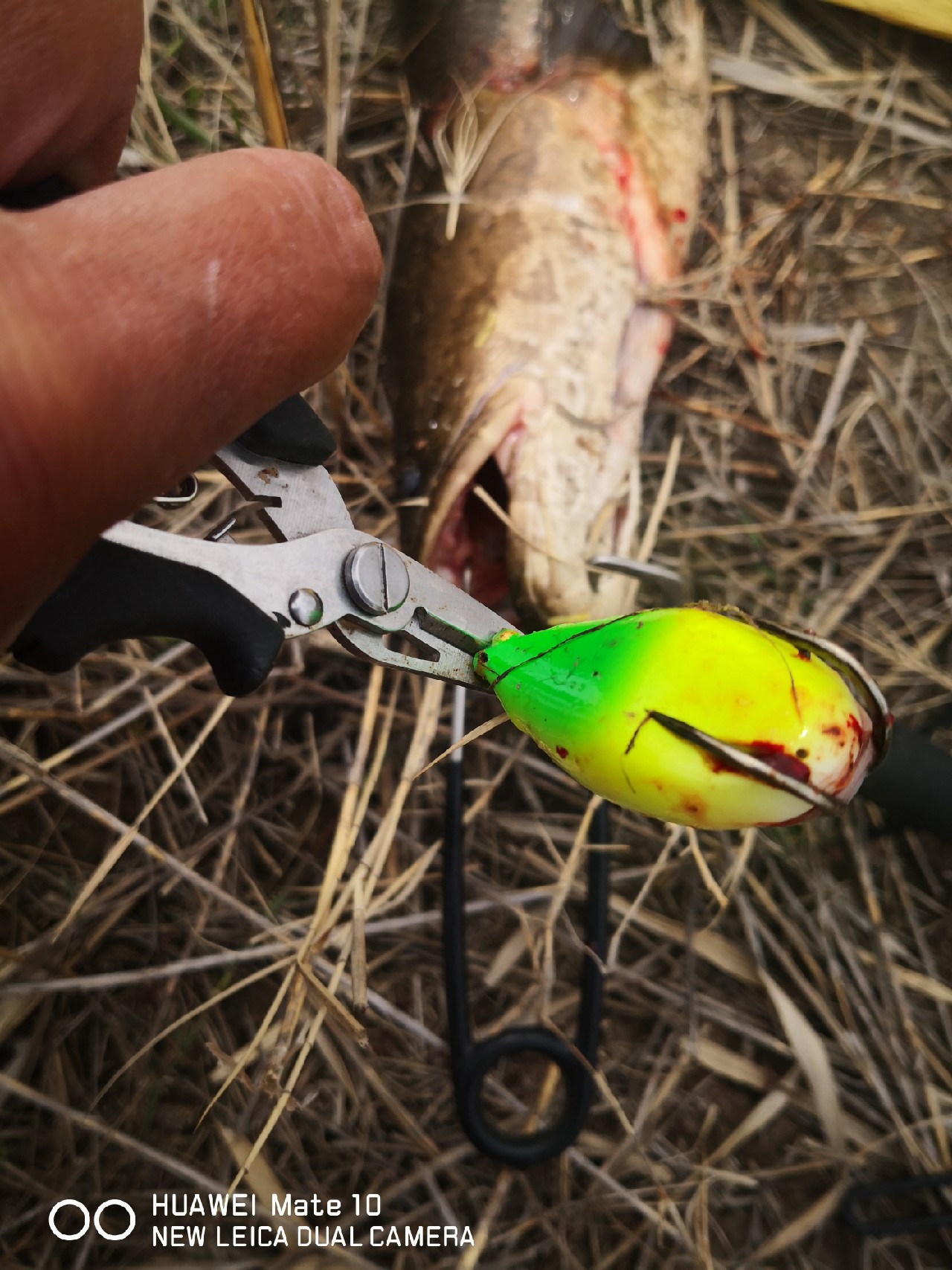 初春打黑雷蛙,开春路亚打黑刺鱼技巧