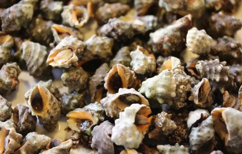 防城港休渔期海鲜贵吗,防城港休渔期时间表