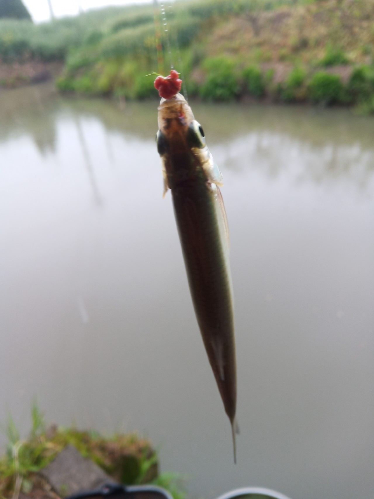 台钓vs路亚哪个更好玩,传统钓比台钓更容易钓获大鲫鱼