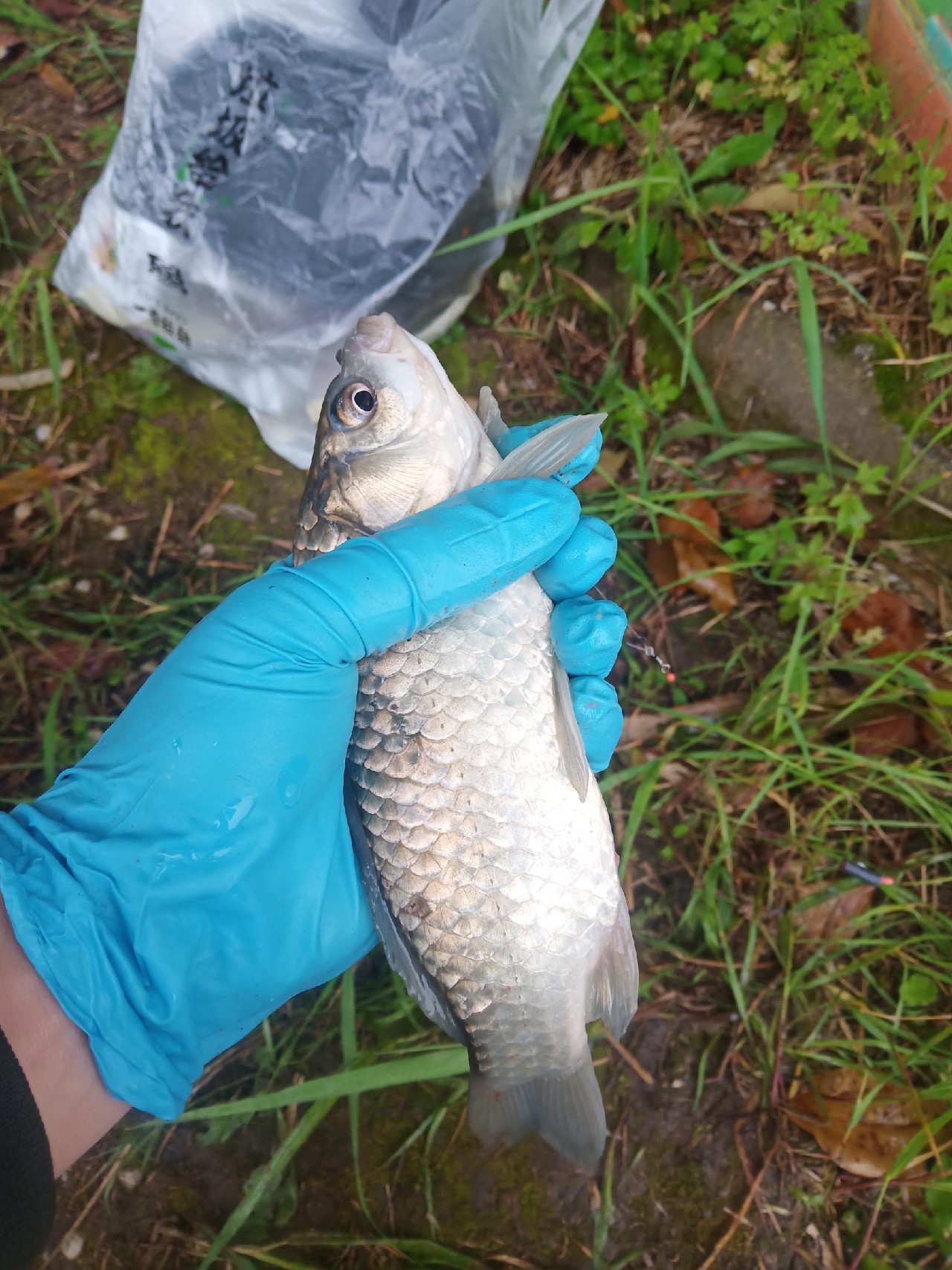 台钓vs路亚哪个更好玩,传统钓比台钓更容易钓获大鲫鱼