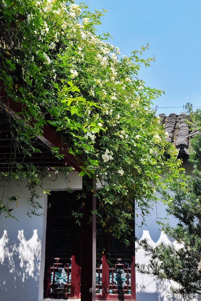 花漾秦淮|最是一年春好处，木香盛放醉秦淮