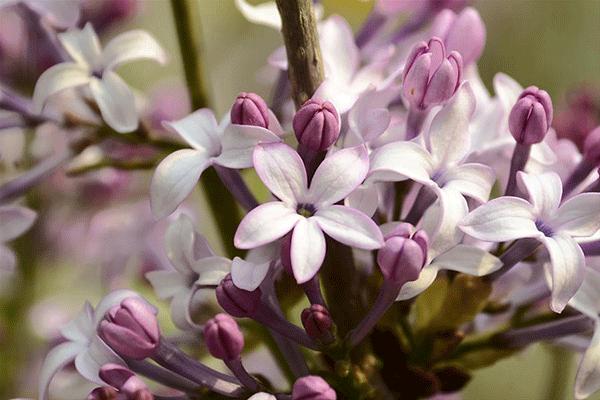 药食同源小茴香,药食同源藿香乌梅