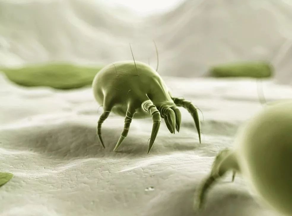 床上衣柜喷一喷，百万螨虫去光光，孕婴都能用的1分钟除螨神器