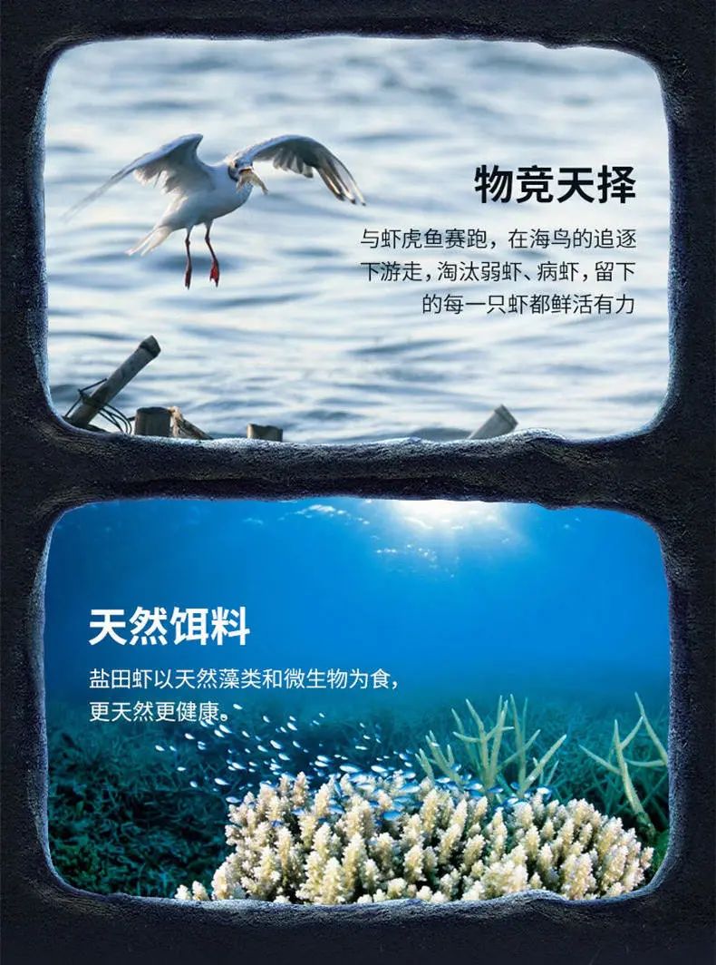 生长在盐田里的虾,盐田虾是内陆虾