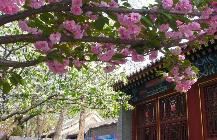 石家庄的春天真的太美啦,石家庄春天看花