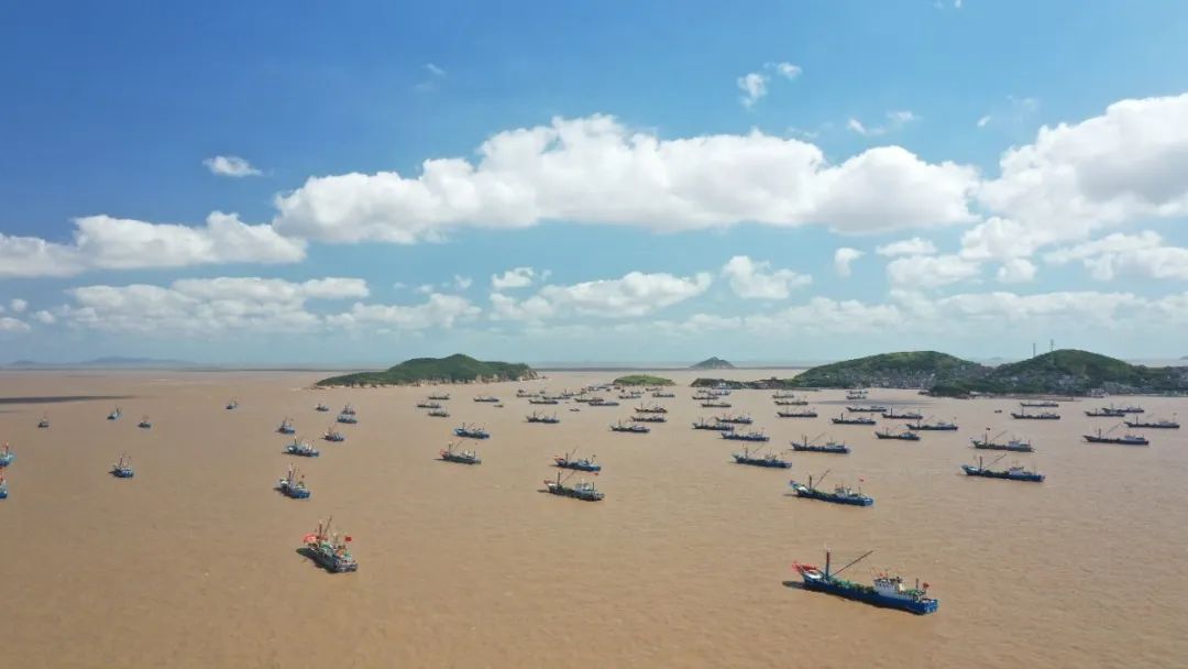 舟山带鱼是带鱼中的爱马仕,雷达网带鱼和普通带鱼有什么区别