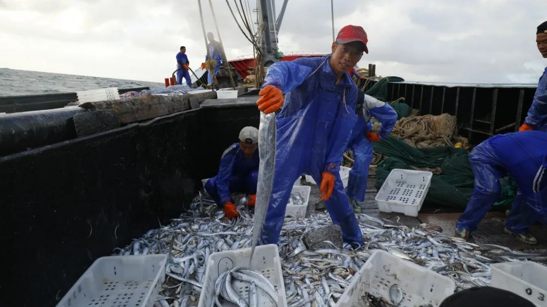 舟山带鱼是带鱼中的爱马仕,雷达网带鱼和普通带鱼有什么区别