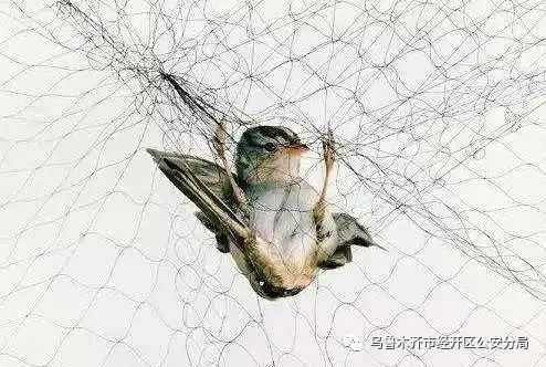 【日入千元？警惕“杀鸟盘”*局骗**！】经济技术开发区,头屯河区公安分局