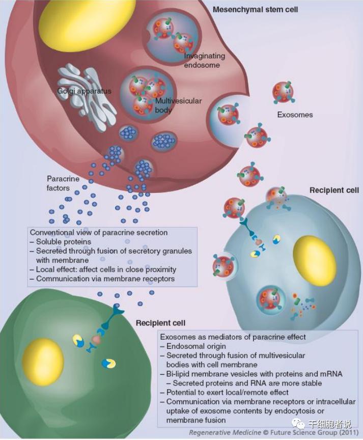 间充质干细胞治疗银屑病最新消息,间充质干细胞与类风湿性关节炎