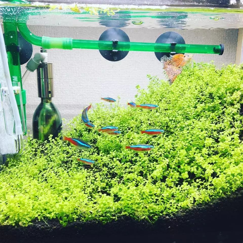 没有过滤的造景缸,没有造景的鱼缸好看吗