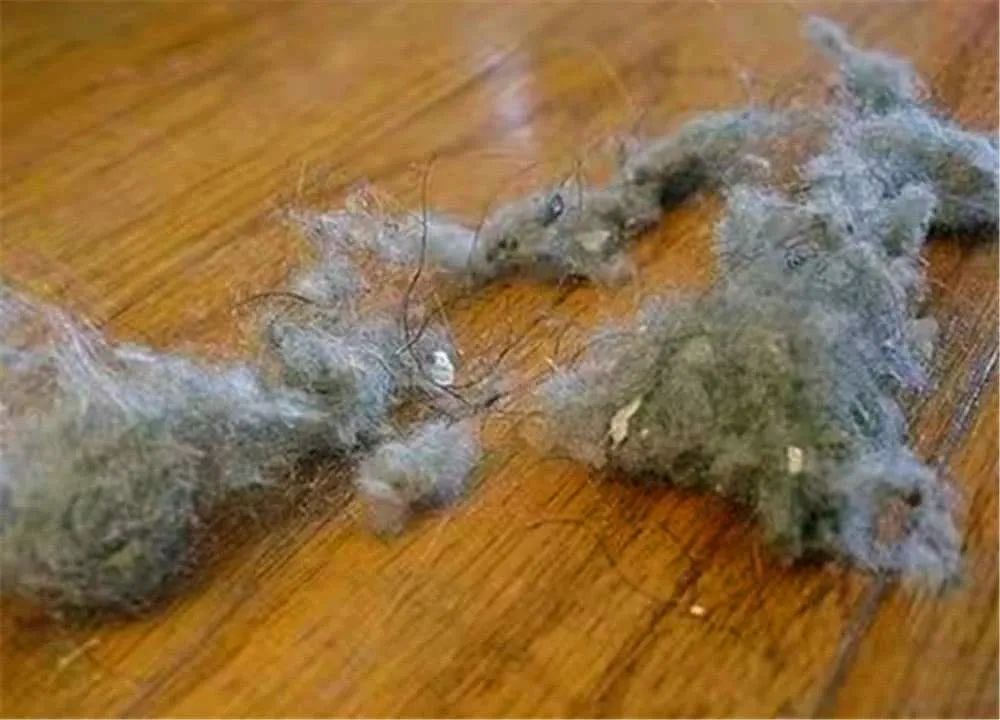 如何保证屋里没有灰尘毛絮,屋里到处飞的杨絮吸尘器