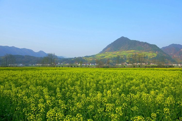 秦奋有新貌丨拔穷根、开富源西乡脱贫摘帽努力实现人人有产业