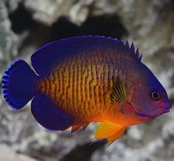 海水鱼入缸方法,新开海缸养水多少天