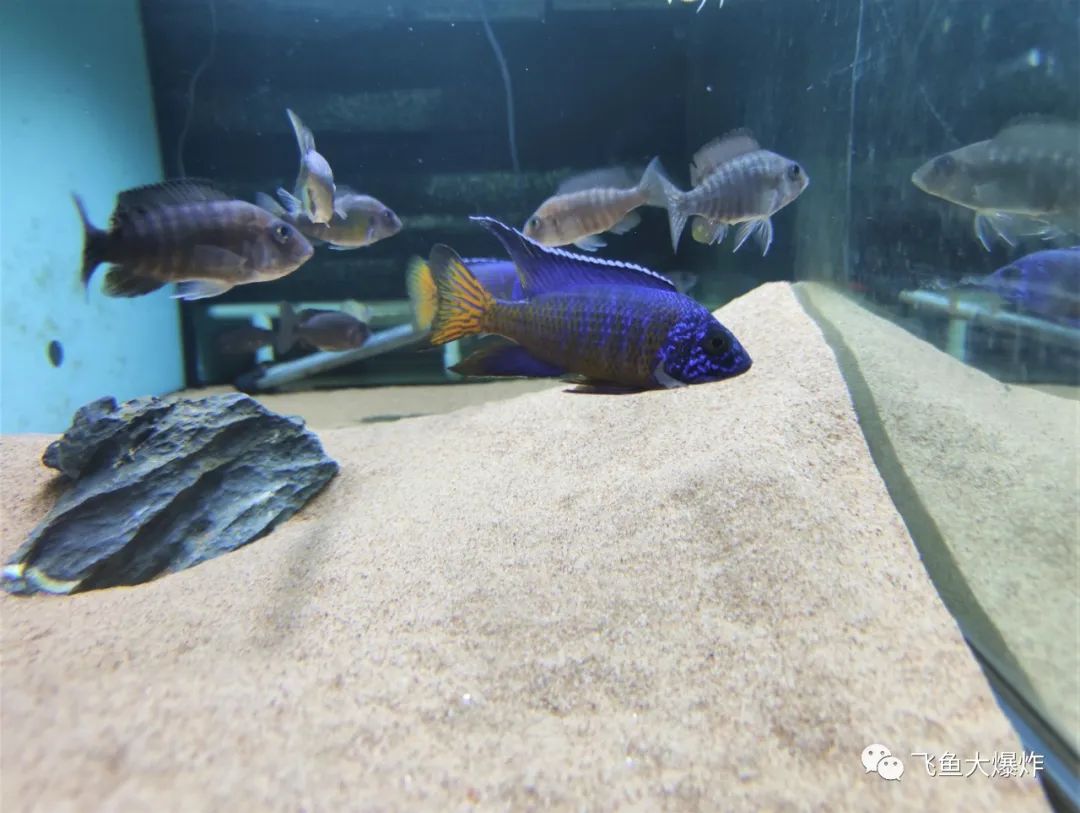 2020慈鲷筑巢大赛~非洲三湖沙雕艺术家的盛宴