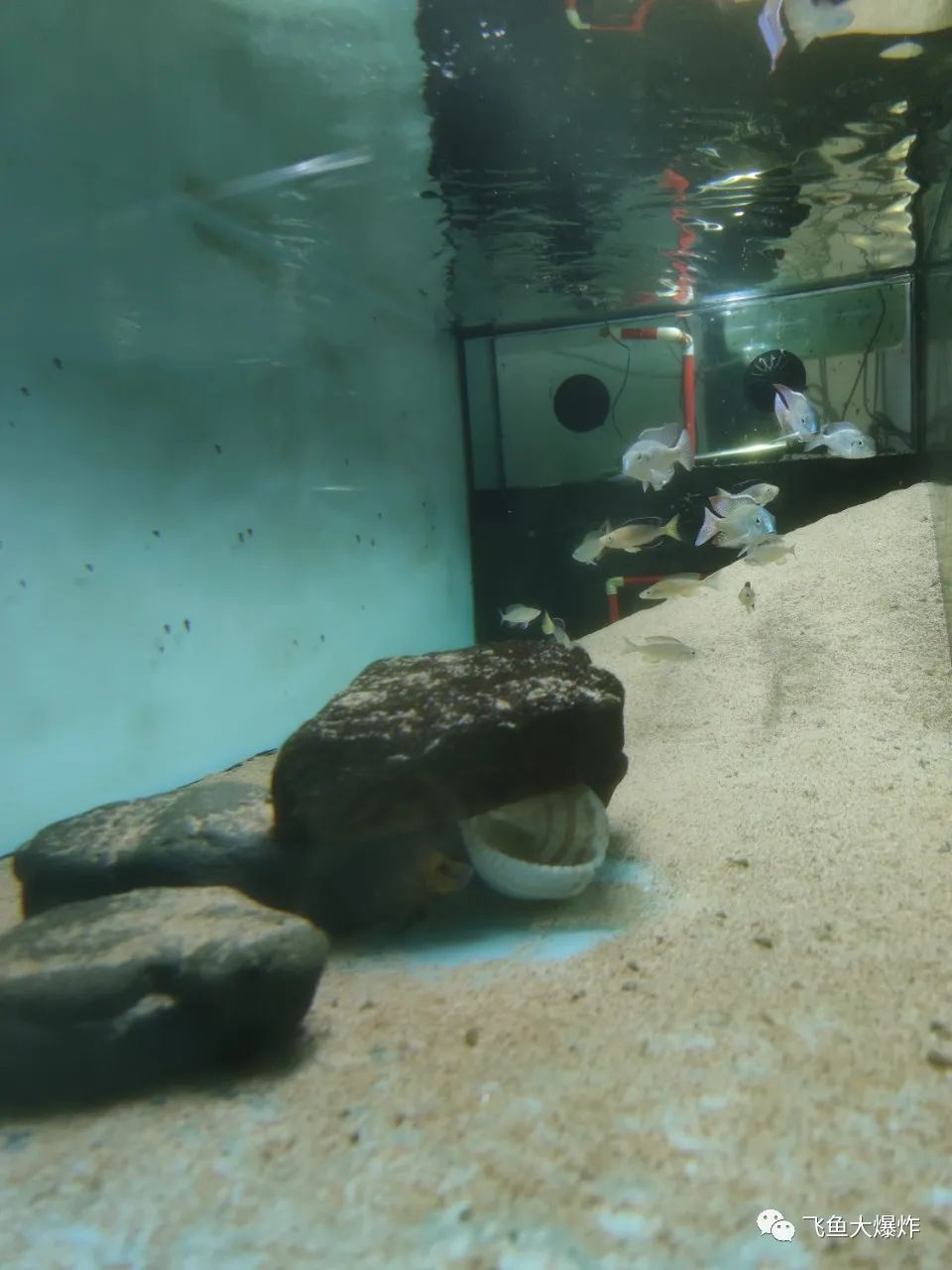 2020慈鲷筑巢大赛~非洲三湖沙雕艺术家的盛宴