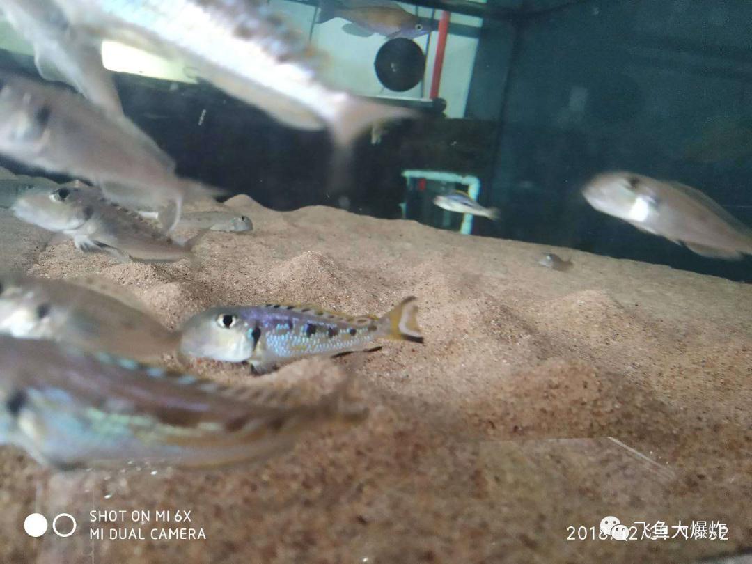 2020慈鲷筑巢大赛~非洲三湖沙雕艺术家的盛宴