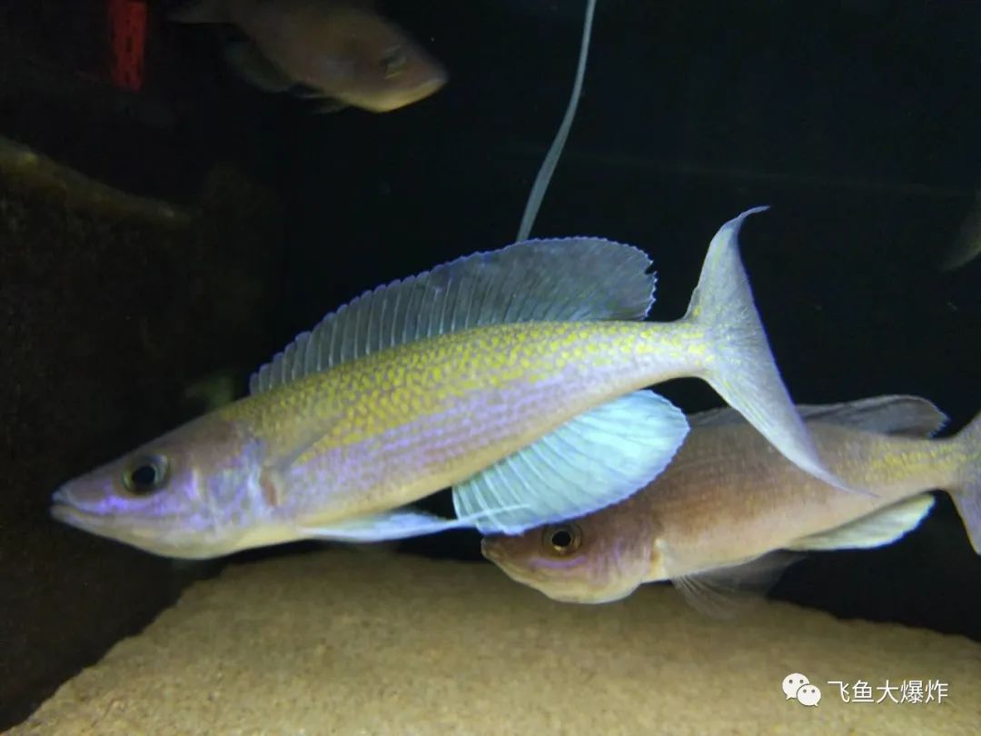 2020慈鲷筑巢大赛~非洲三湖沙雕艺术家的盛宴