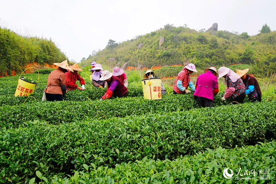 快看！满山“绿色金子”