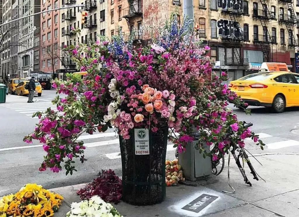 疫情下的美国日记丨陈丽华：加州四月槐花香