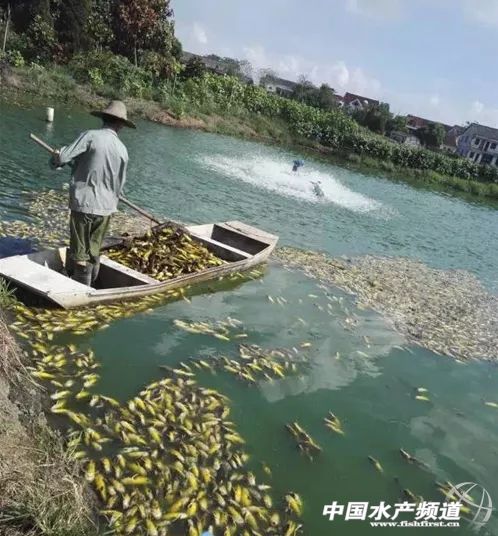 黄颡鱼爆发性死亡,黄颡鱼爆发性死亡怎么治疗