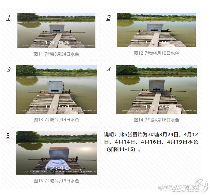 黄颡鱼爆发性死亡,黄颡鱼爆发性死亡怎么治疗