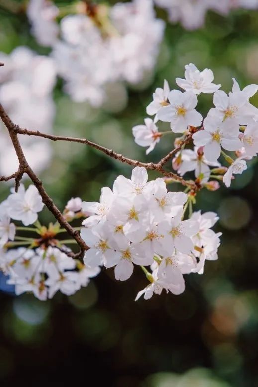 从燕园到家乡丨一种相思，两处*光春**