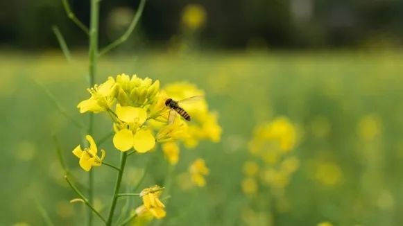 从燕园到家乡丨一种相思，两处*光春**