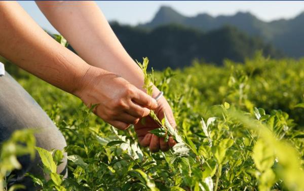 “气候好产品”第三弹：舌尖上的气候密码