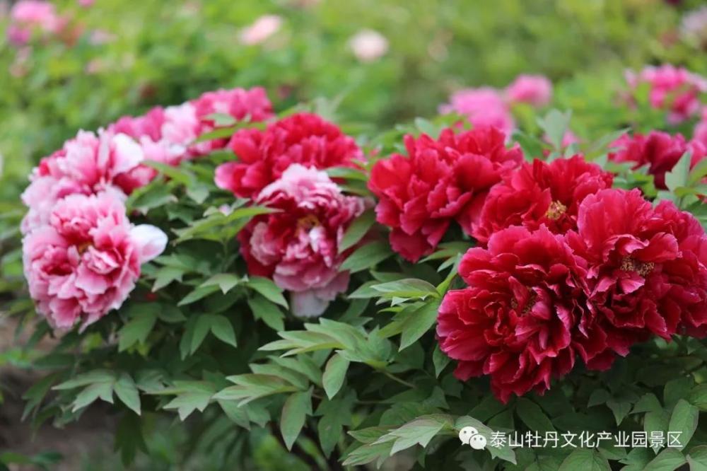 五一去哪里玩国家a级景区,五一热门景区和冷门景区