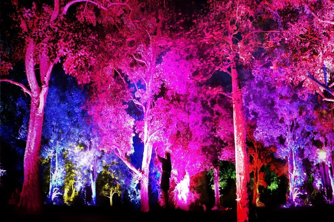 日本在世当代艺术家,日本当代艺术家太阳花