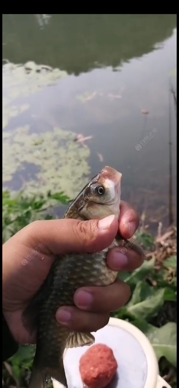 老钓友用什么钓鲫鱼,老钓友钓鱼技巧