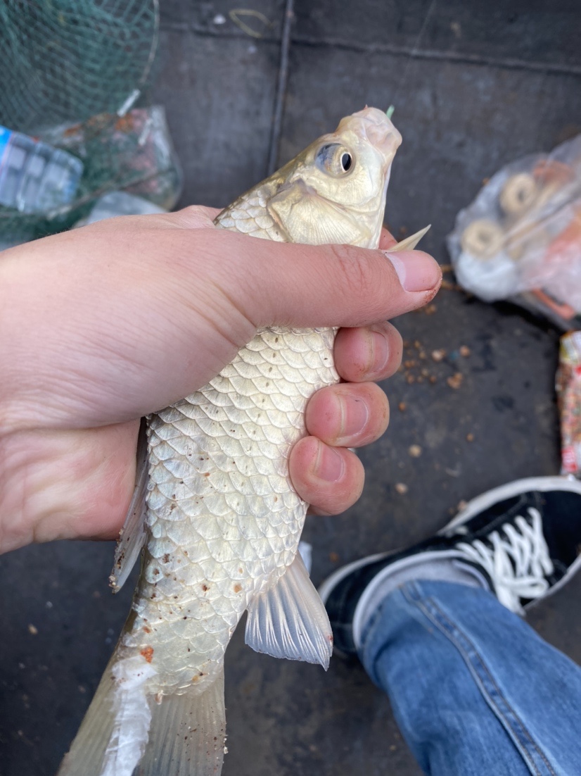 骆马湖秋季鲫鱼,骆马湖最大鲫鱼