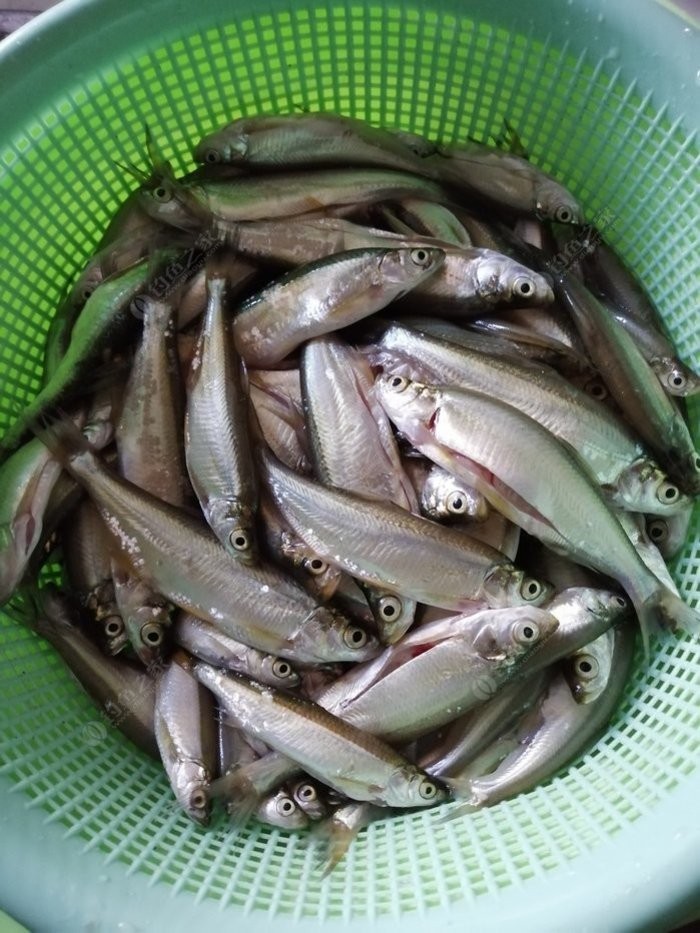 野钓小鱼闹窝怎么办用几号钩,野钓小鱼闹窝怎么解决