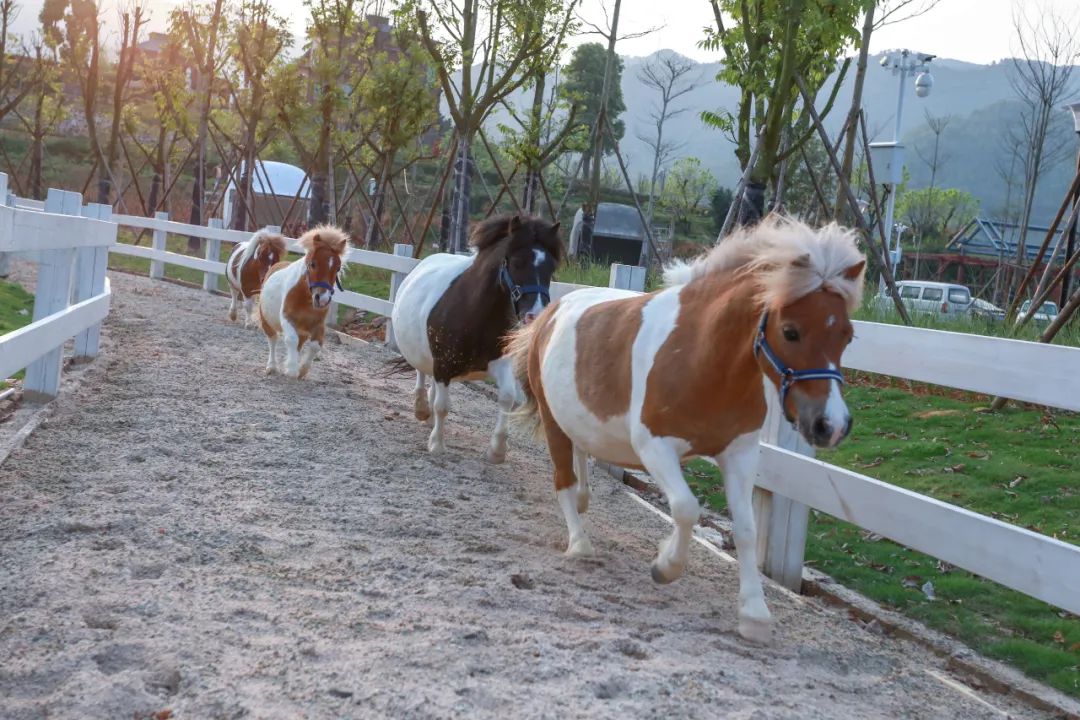 龙海双第华侨农场蜗牛村|走出都市快节奏体验“蜗牛”慢生活
