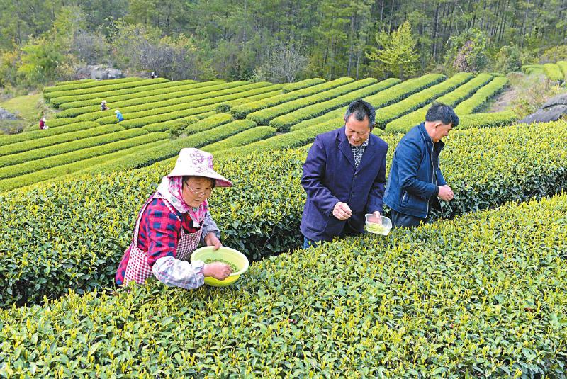 巴中乡村振兴新图景,四川巴中通江打造新区