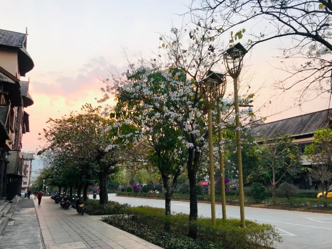 悦读——佤山的鸟儿:燕子