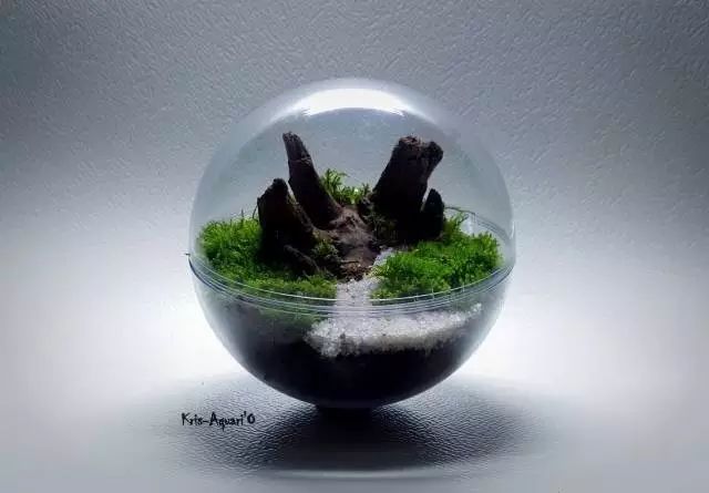 胶囊微景观,胶囊景观