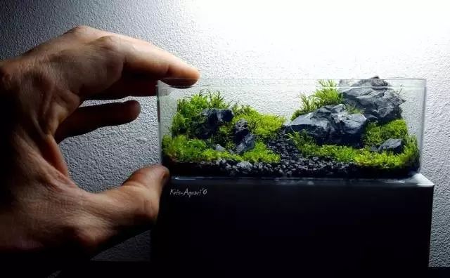 胶囊微景观,胶囊景观