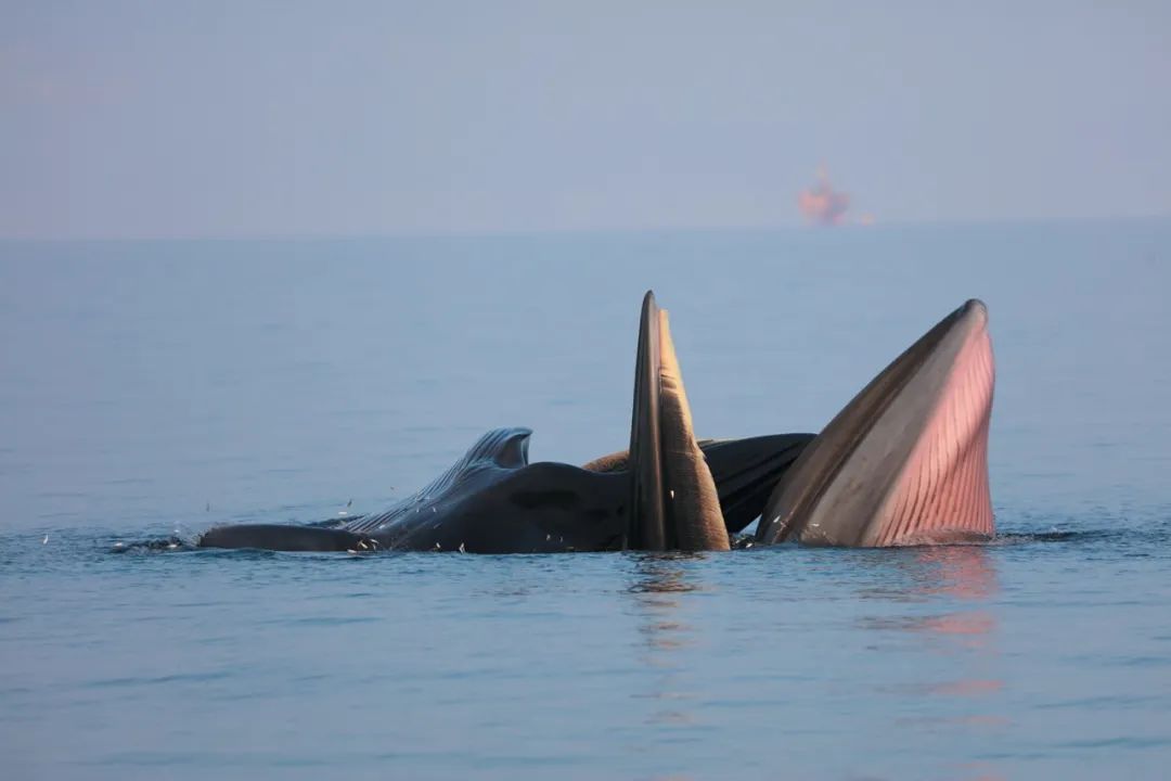在海边捡回废旧边角料，他竟在涠洲岛搭出一间“疍家棚”！