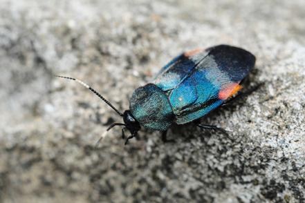 揭开令人厌恶的面纱,它们竟是治愈系的小精灵