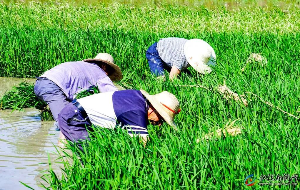 你妈叫你回家插秧了原版,你妈喊你回家插秧的图片