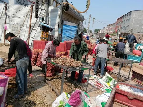 大蒜行情中牟大蒜,中牟大蒜今年蒜价