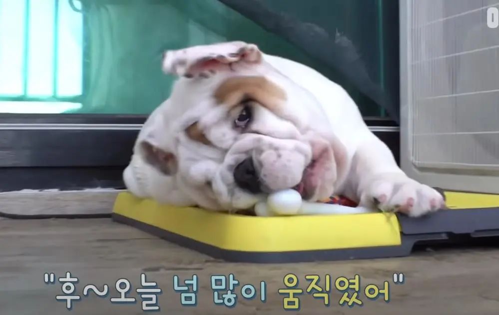 小奶狗怎么越吃越瘦是什么原因,小奶狗太瘦如何快速长胖