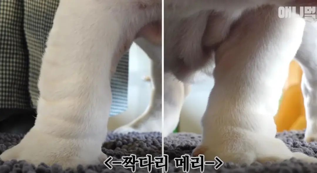 小奶狗怎么越吃越瘦是什么原因,小奶狗太瘦如何快速长胖