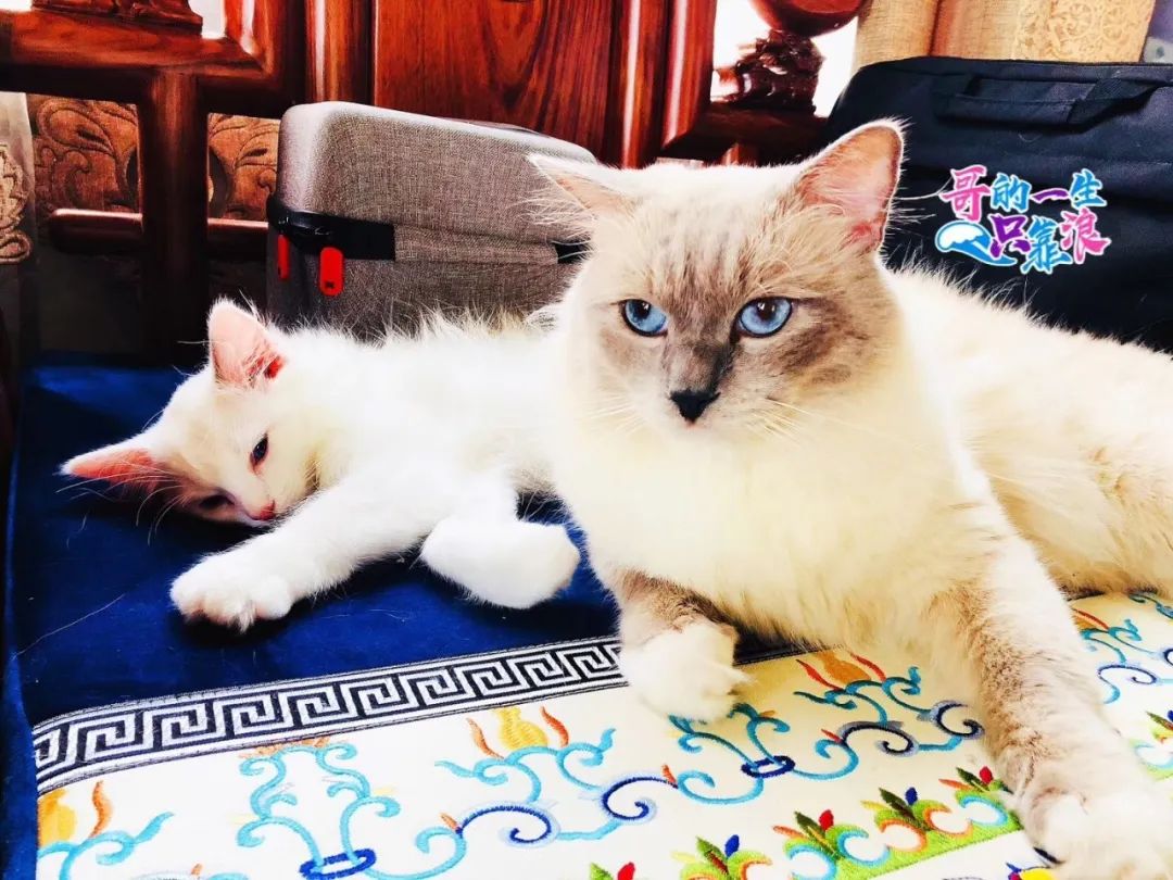 网警提醒谨防假冒网警实施诈骗,上海网警拆穿骗局