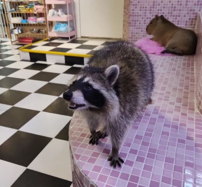 网友吸猫撸狗,吸猫撸狗的地方